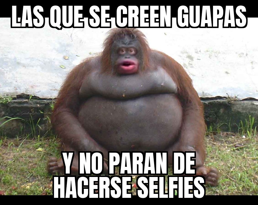 meme gorila selfies